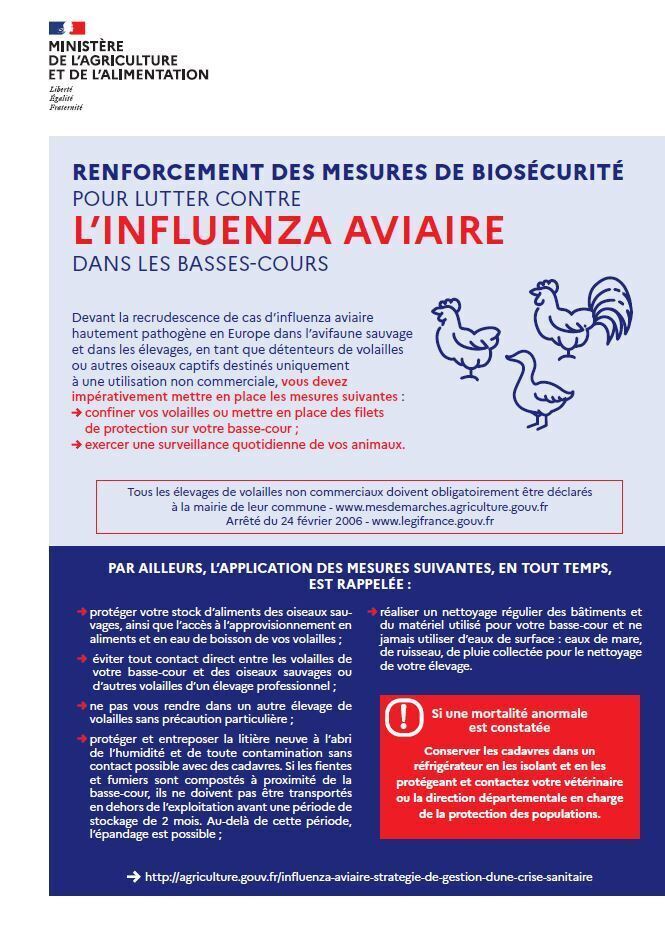 Influenza aviaire-3.JPG